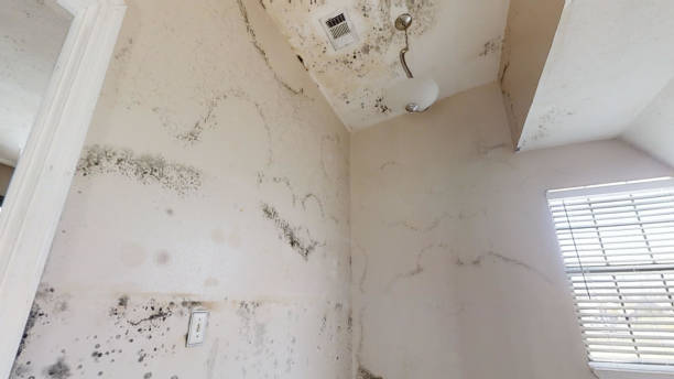 Best Biohazard Mold Removal  in Gresham Park, GA